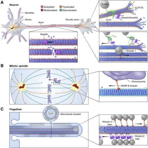    Cytoskeleton Analytics: Advanced Technologies for Cellular Architecture Studies  