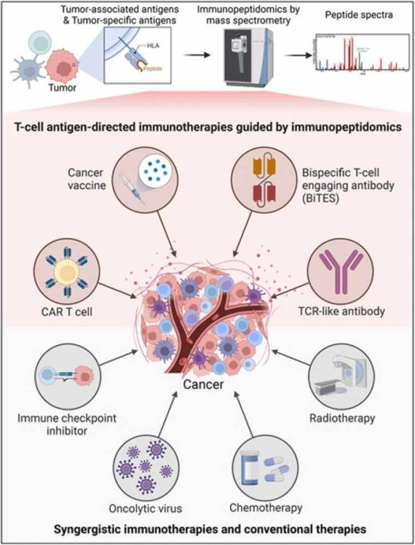  Immunotherapy Breakthroughs: How Cancer Vaccines Are Shaping Modern Medicine 