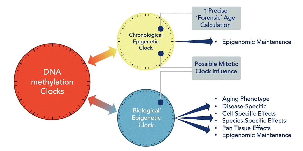 Promising Technologies to Uncover the Mechanism behind Aging