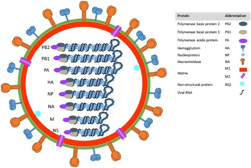 Influenza A Virus Mouse Models for Accelerated Research