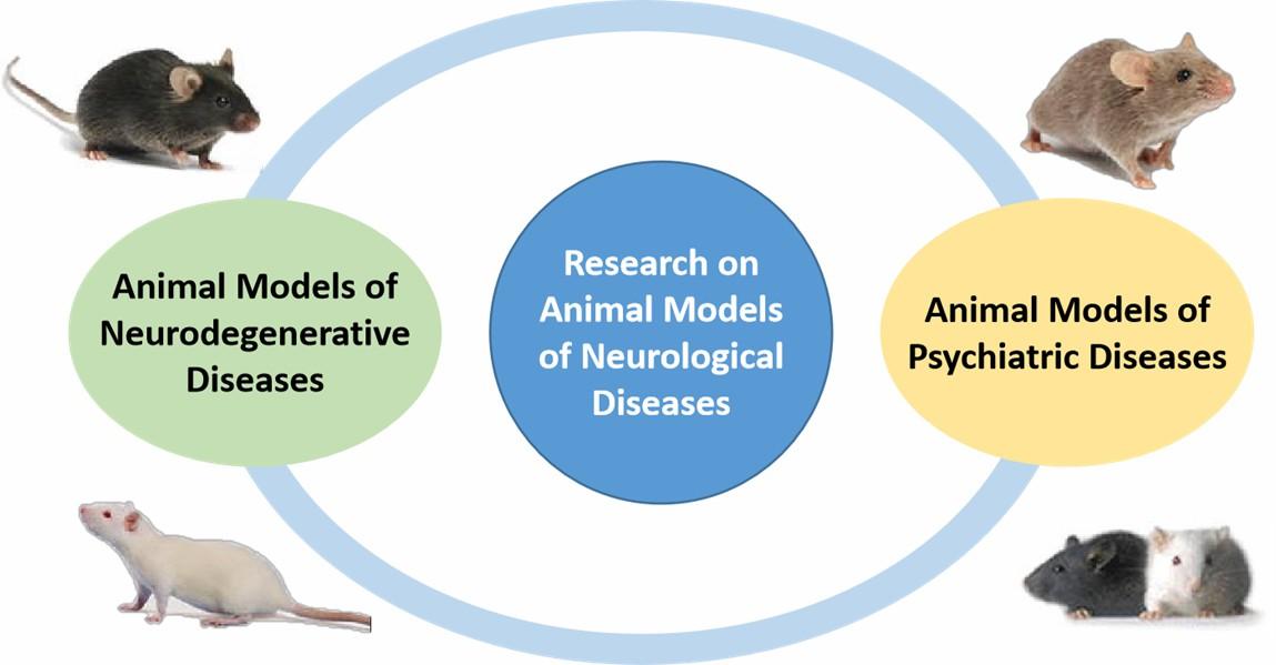 Disease Model Development to Enhance Preclinical Rare Disease Research