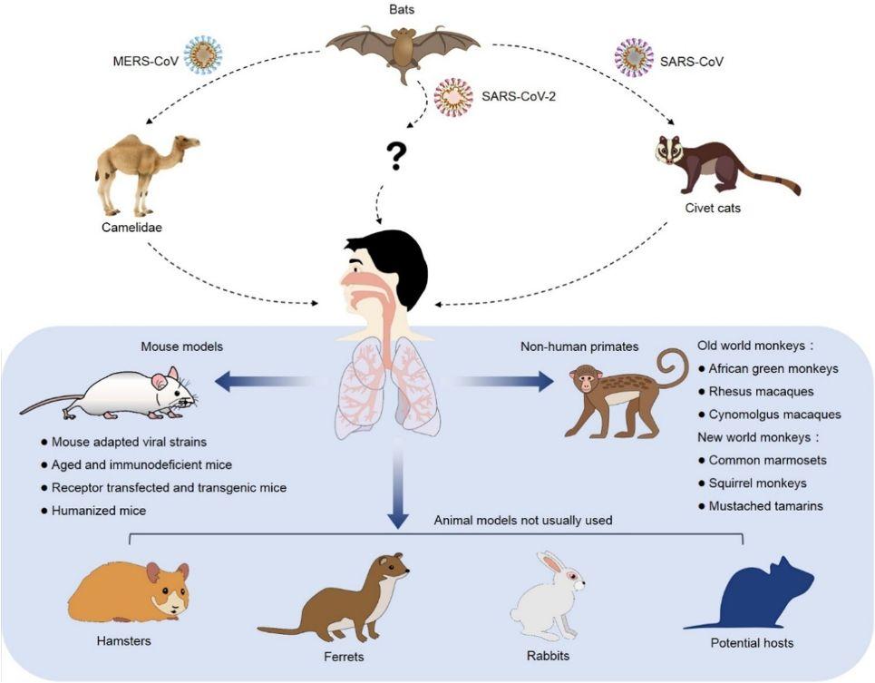 MERS-CoV Animal Models to Support Antiviral Research