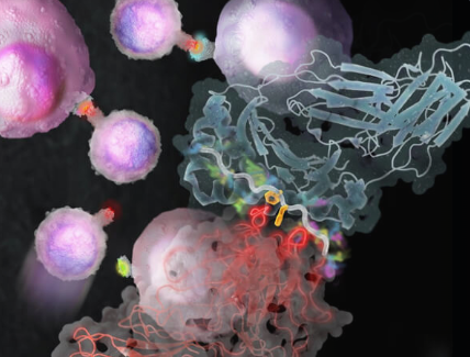 Novel Therapies Based on Small-Molecule Antibodies Hold Immense Promise