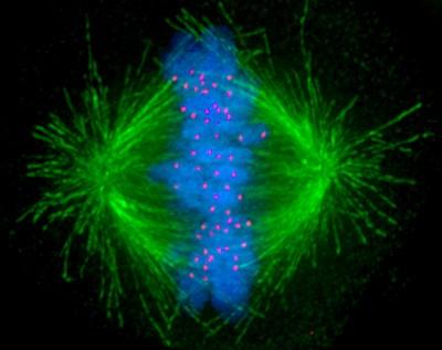 Exosomes: Small Vesicles, Big Impact on Life