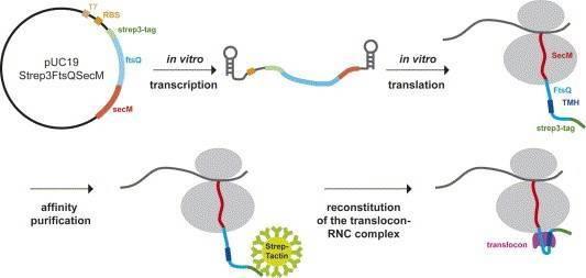 Introduction, Workflow, and Analysis Pipelines of RNC-RNA Sequencing