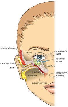 Ear, Nose, and Throat (ENT) Doctors: Experts in Otolaryngology  | medammarkt.at