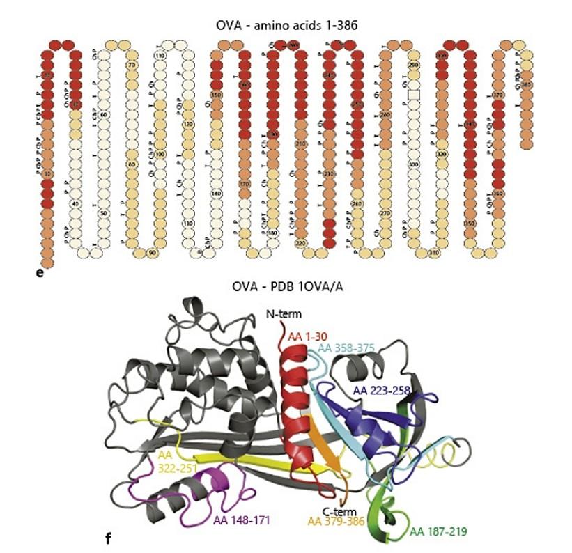 Ovalbumin Epitope Peptide Antibodies for Immunological Research