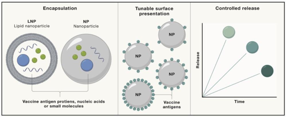  Vaccine Development Targeting Infectious Diseases 