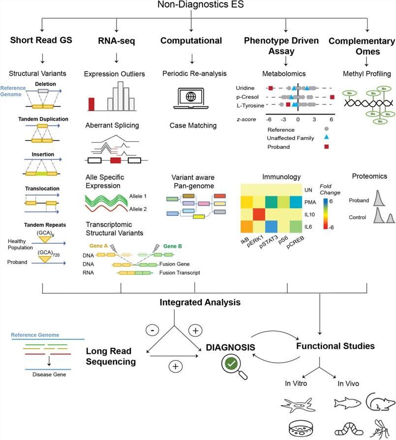 Diving Deeper in Rare Disease Research: Protheragen Unveils Diagnostic Development Services