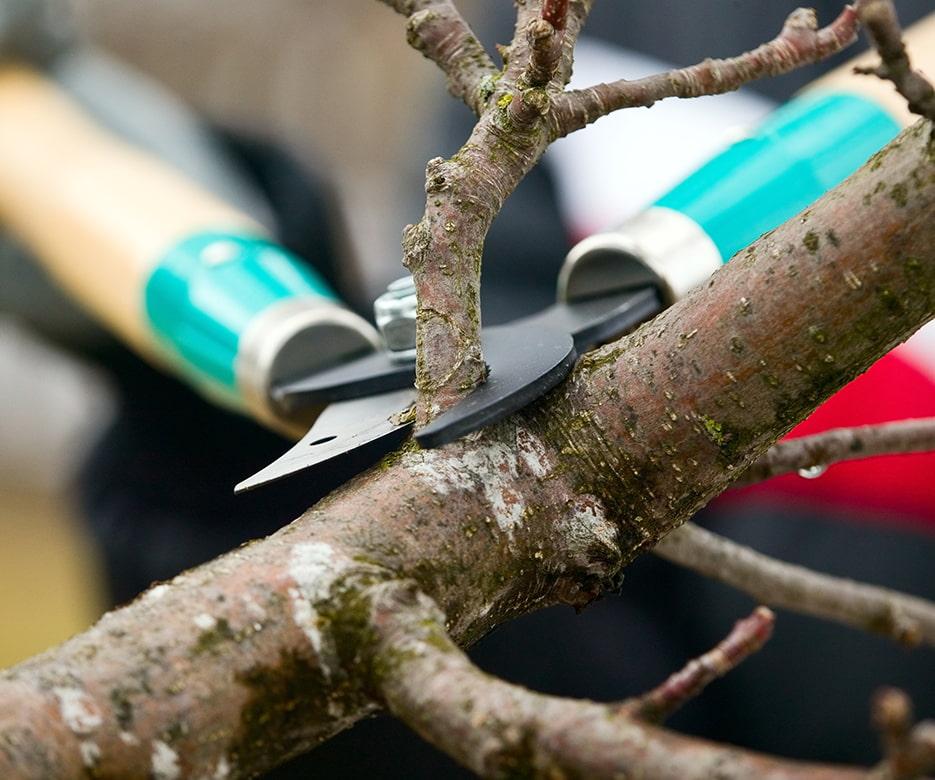 Tree Branch Trimming Services in Philadelphia: Essential for Tree Health and Safety