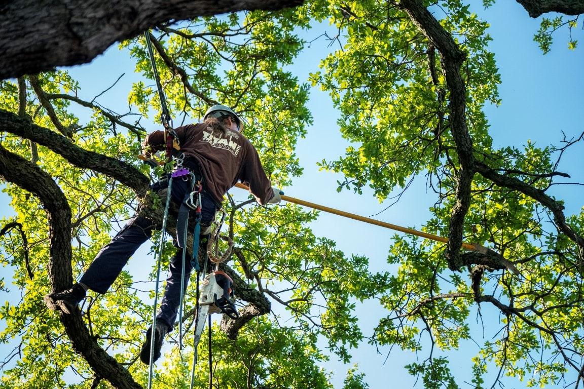 Get Your Yard Back in Shape with Our Expert Tree Clean Up Service