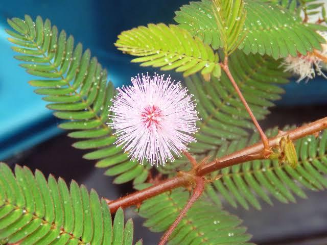 putri malu plants