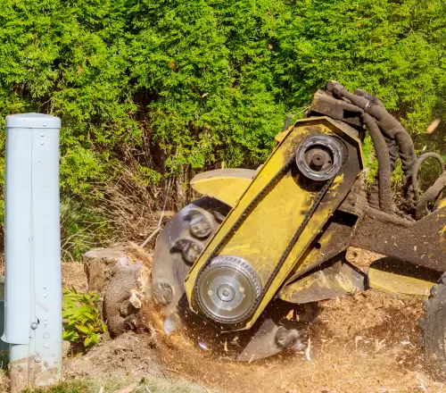 Professional Tree Care: The Secret to Beautiful and Safe Trees