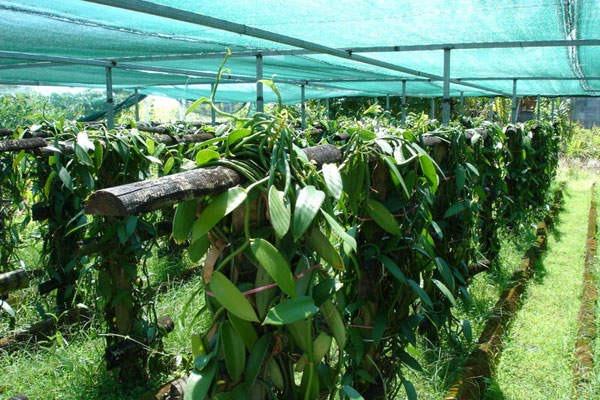 Guide to Setting Up a Vanilla Processing Plant
