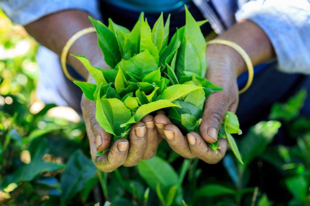 Top Tea Manufacturers in India: Leaders in Quality & Innovation