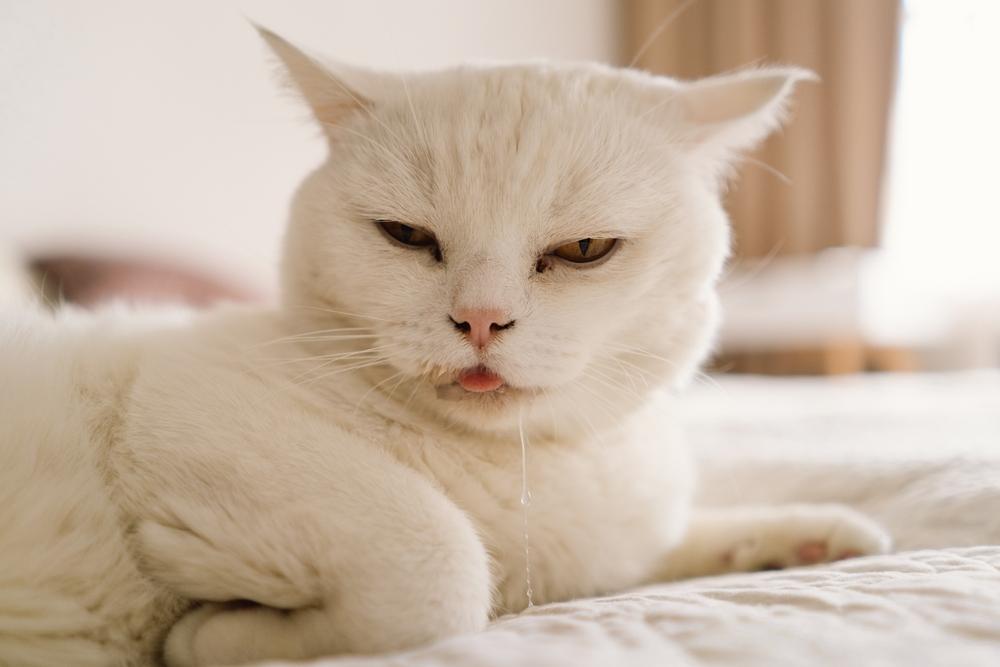 Why Is My Cat Drooling? Understanding This Mysterious Behavior