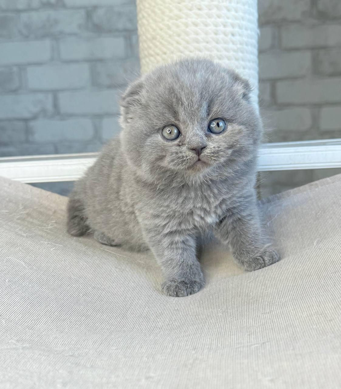 Caring for Scottish Fold and Straight Kittens – A Guide for First-Time Owners