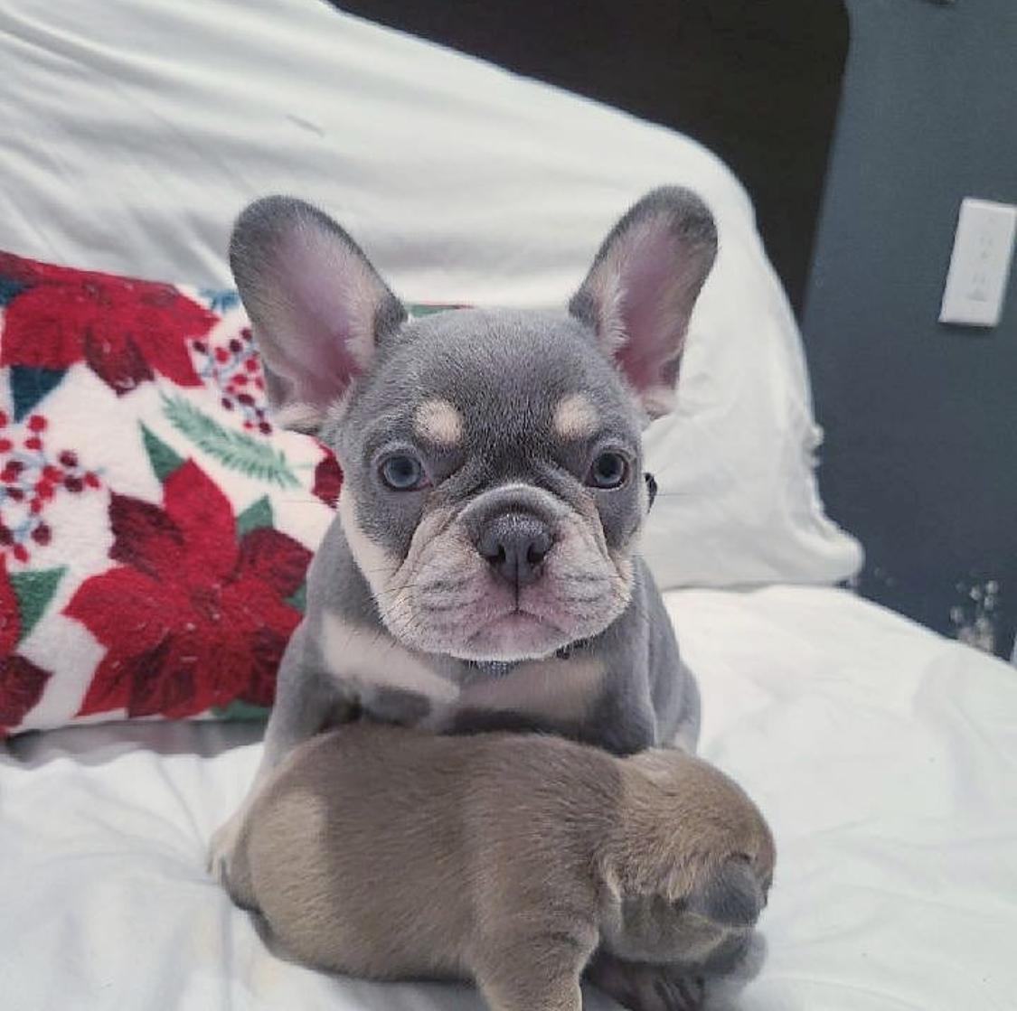 Why French Bulldog Puppies for Sale Make the Perfect Family Companion Dog