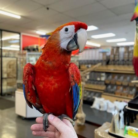 Blue and Gold Macaw for Sale – A Truly Captivating Companion
