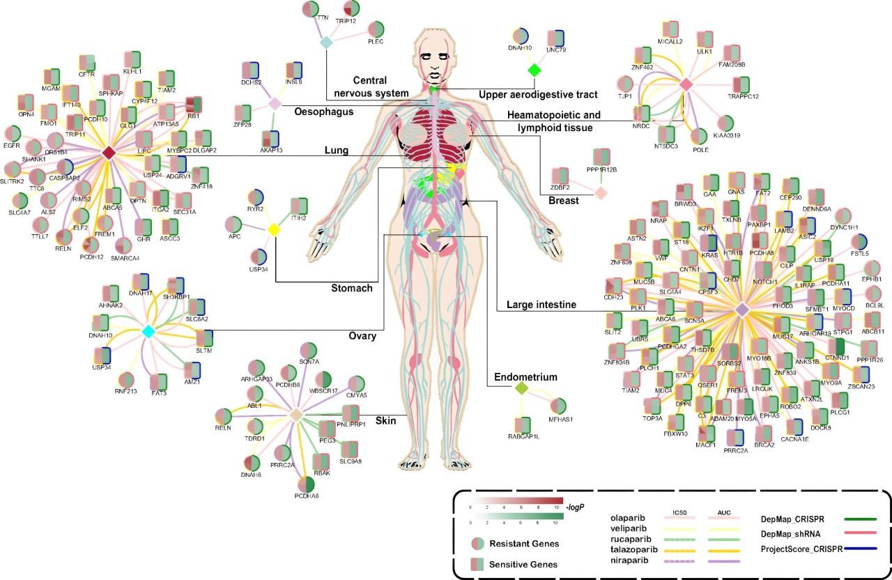 Alfa Cytology Starts Comprehensive Development Services for PARP Inhibitors Aimed at Advanced Cancer Treatment