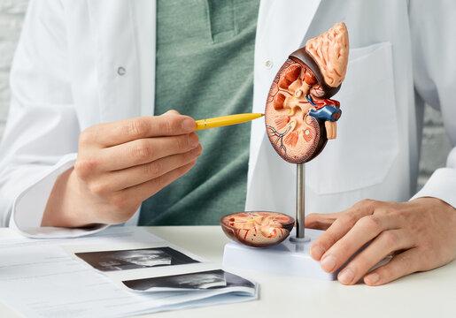 Common Urological Conditions Treated by the Best Urologists in Jaipur