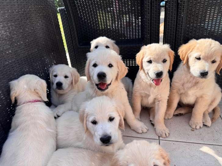 Find Golden Retriever Puppies for Sale and Adoption with Worldwide Delivery