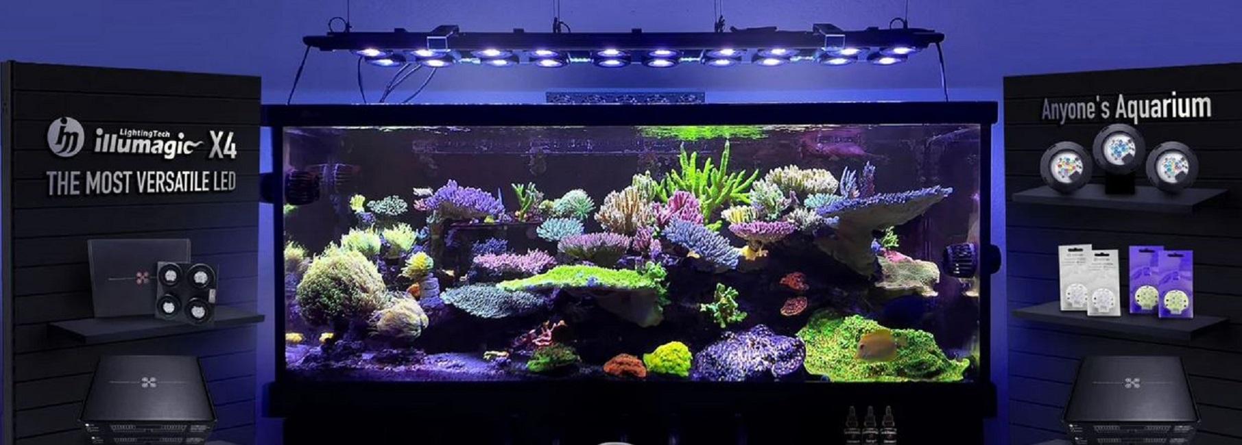 How to Set Up a Thriving Reef Tank: A Beginner’s Guide