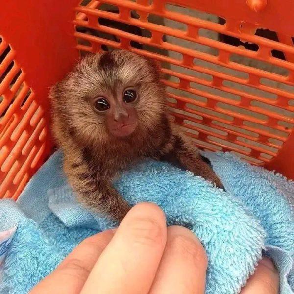 Understanding Marmoset Monkeys: Small Size, Big Responsibility