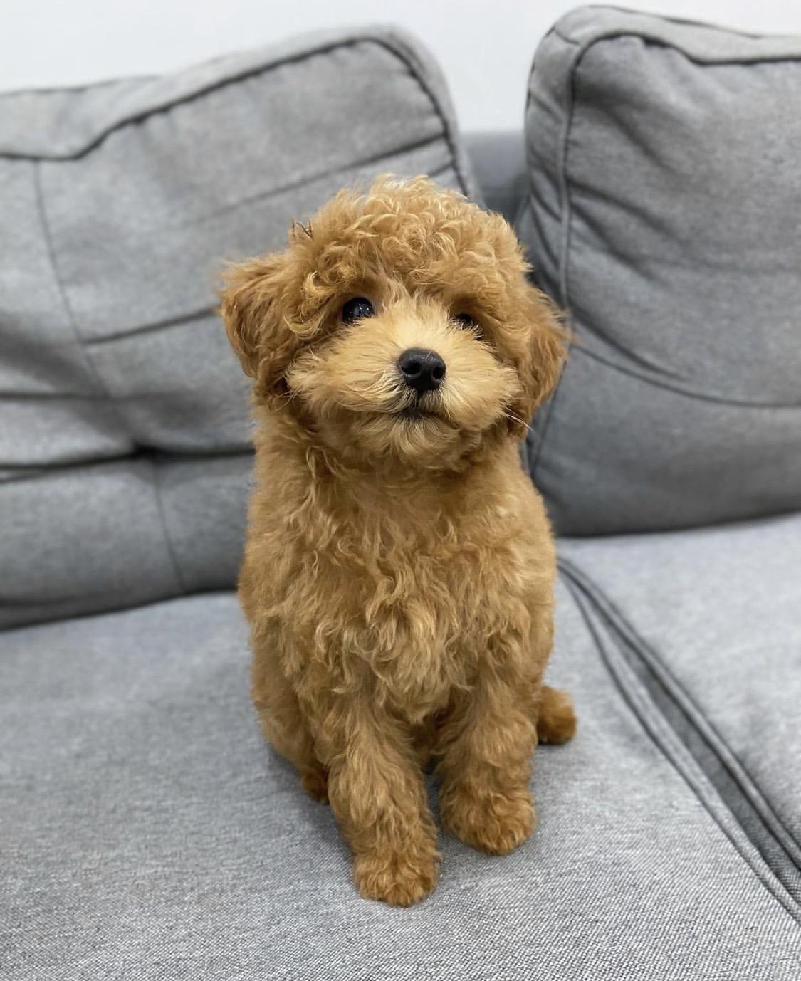 Verified Australian Labradoodles – Home-Raised Labradoodle Puppies for Sale