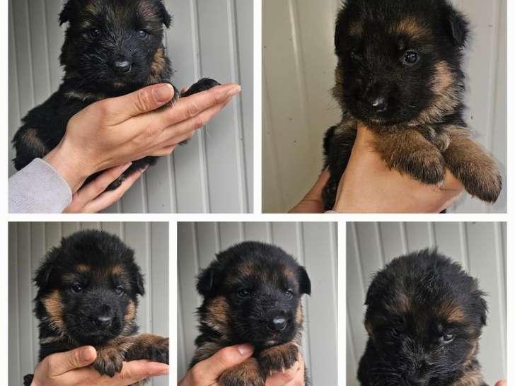 German Shepherd Puppies for Sale – Smart, Loyal, and Ready for New Homes