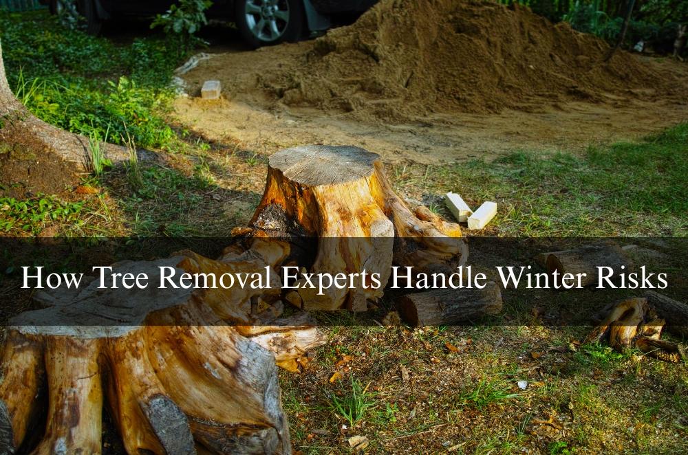 How Tree Removal Experts Handle Winter Risks