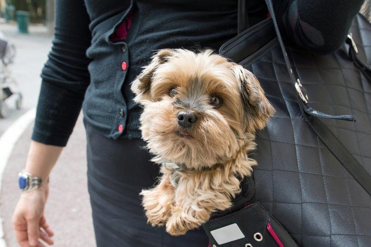 Discover the Comfort and Security of the Ideal Dog Carrier