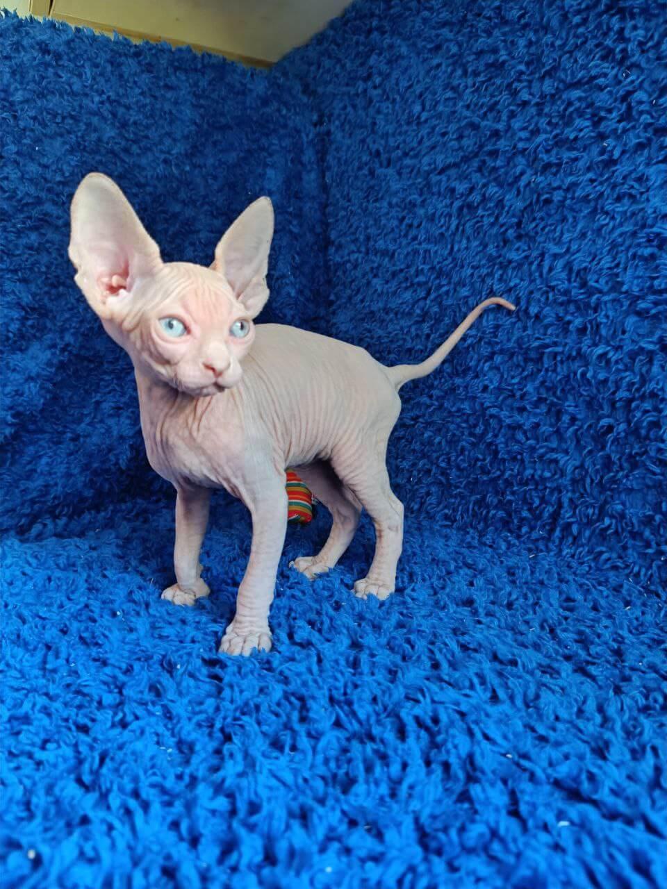 Discover the Unique Charm of Sphynx and Devon Rex Kittens – Affectionate, Playful, and Hypoallergenic
