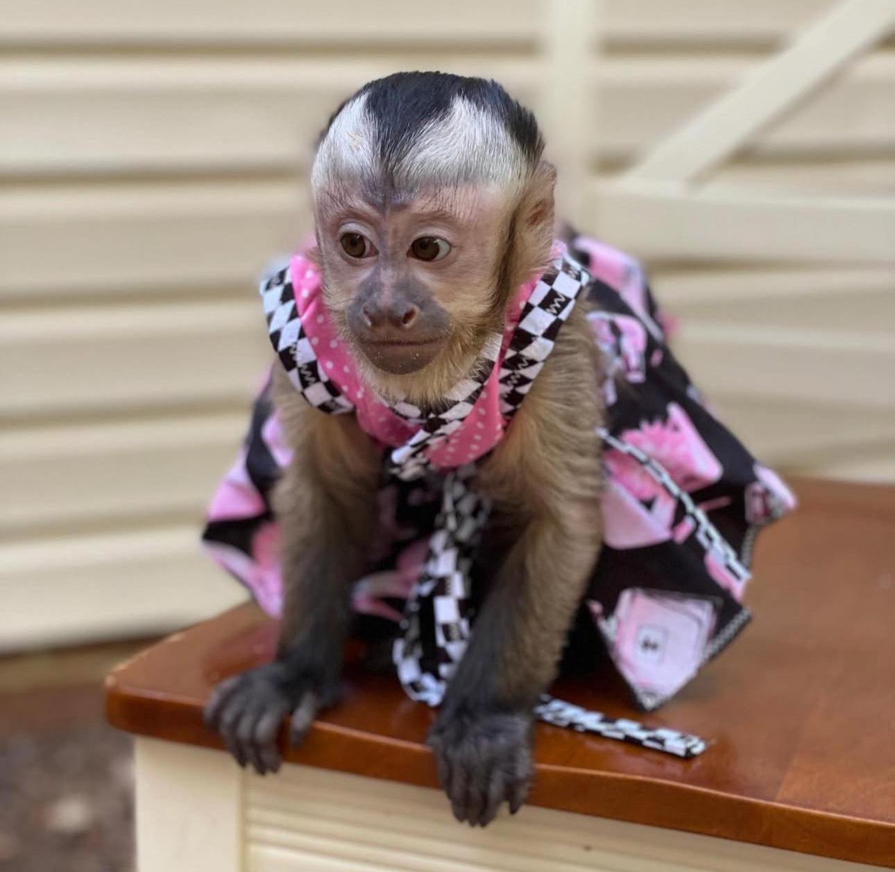 Everything You Should Know About Socialized Capuchin Monkeys