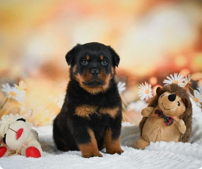 Home-Raised English Bulldog Puppies for Adoption – Healthy and Affectionate