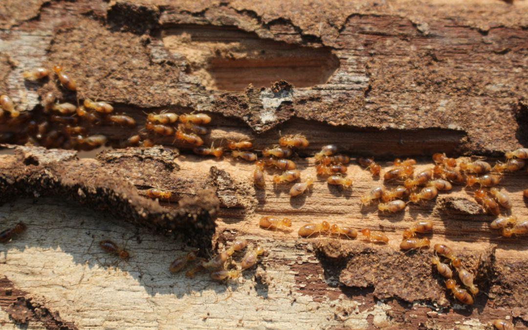 Understanding Wood Termites: Everything Homeowners Need to Know