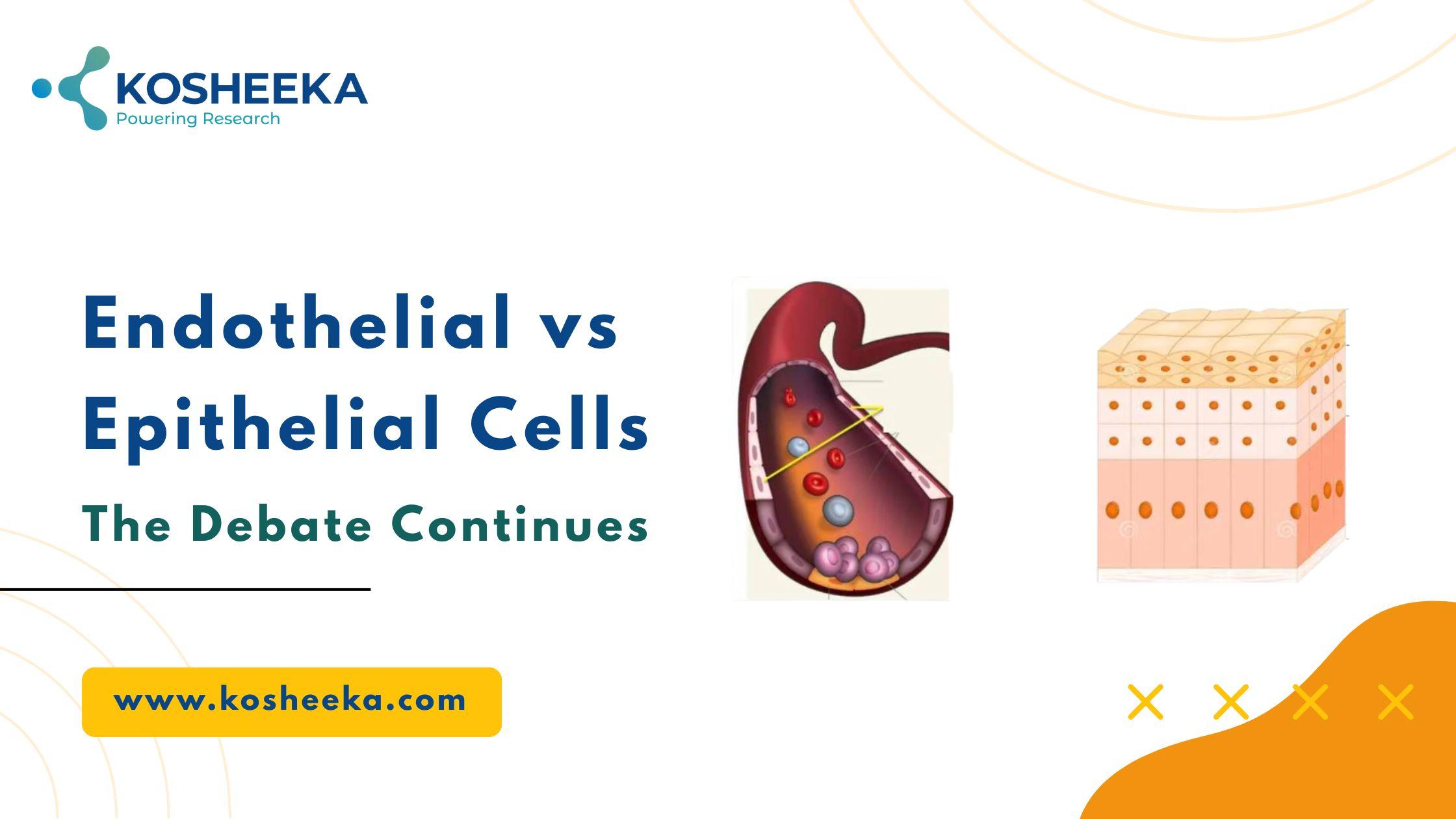 Endothelial vs Epithelial Cells: The Debate Continues