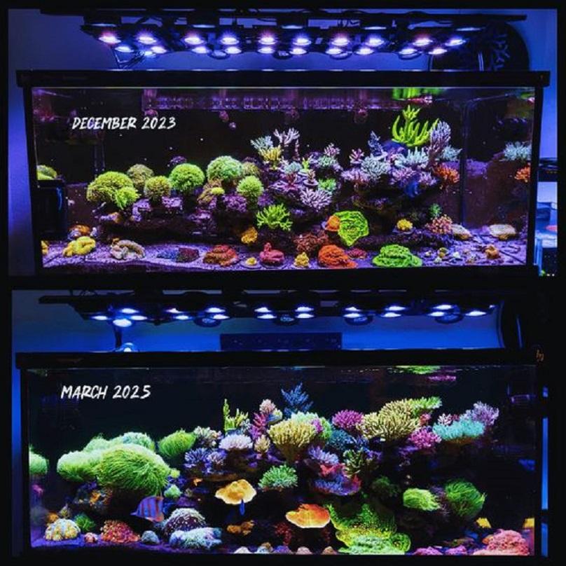 Essential Guide to Choosing the Best Reef Tank Equipment and Maintenance Tips