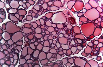 Histology Sample Preparation Service: The Key to Accurate and Reliable Results in Medical Research