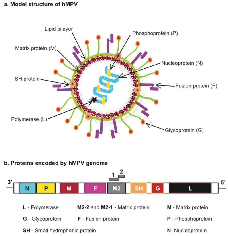 New Antibody Pairs for Enhanced Human Metapneumovirus (hMPV) Detection