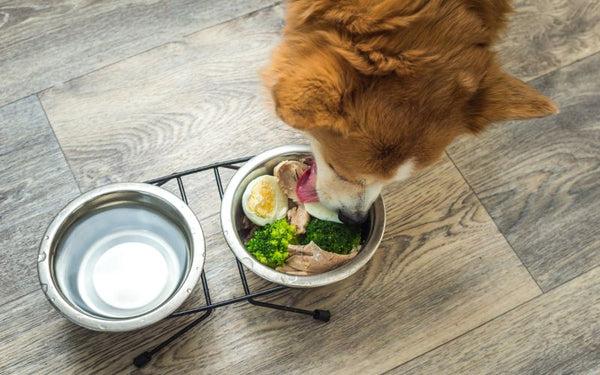 natural dog food dubai