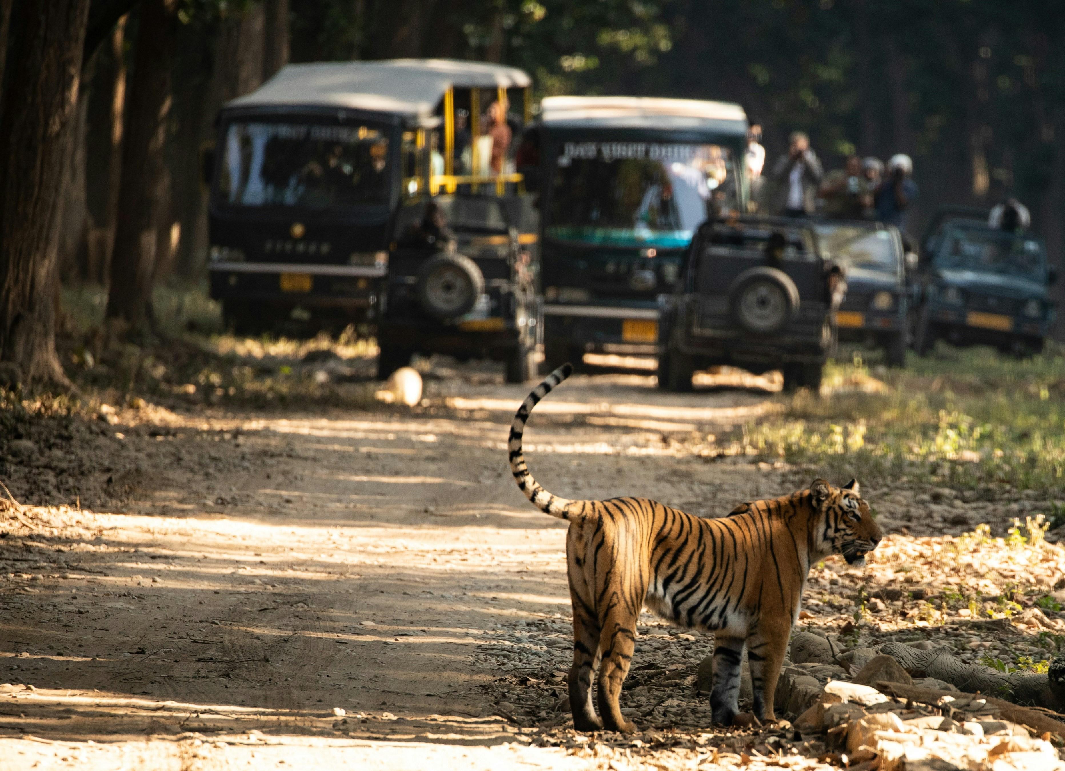 Jim Corbett Jeep Safari – Explore the Wild Side with TapOnTravel