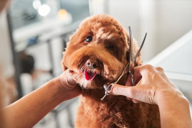 How a Pet Groomer Helps Pets Who Hate Bath Time