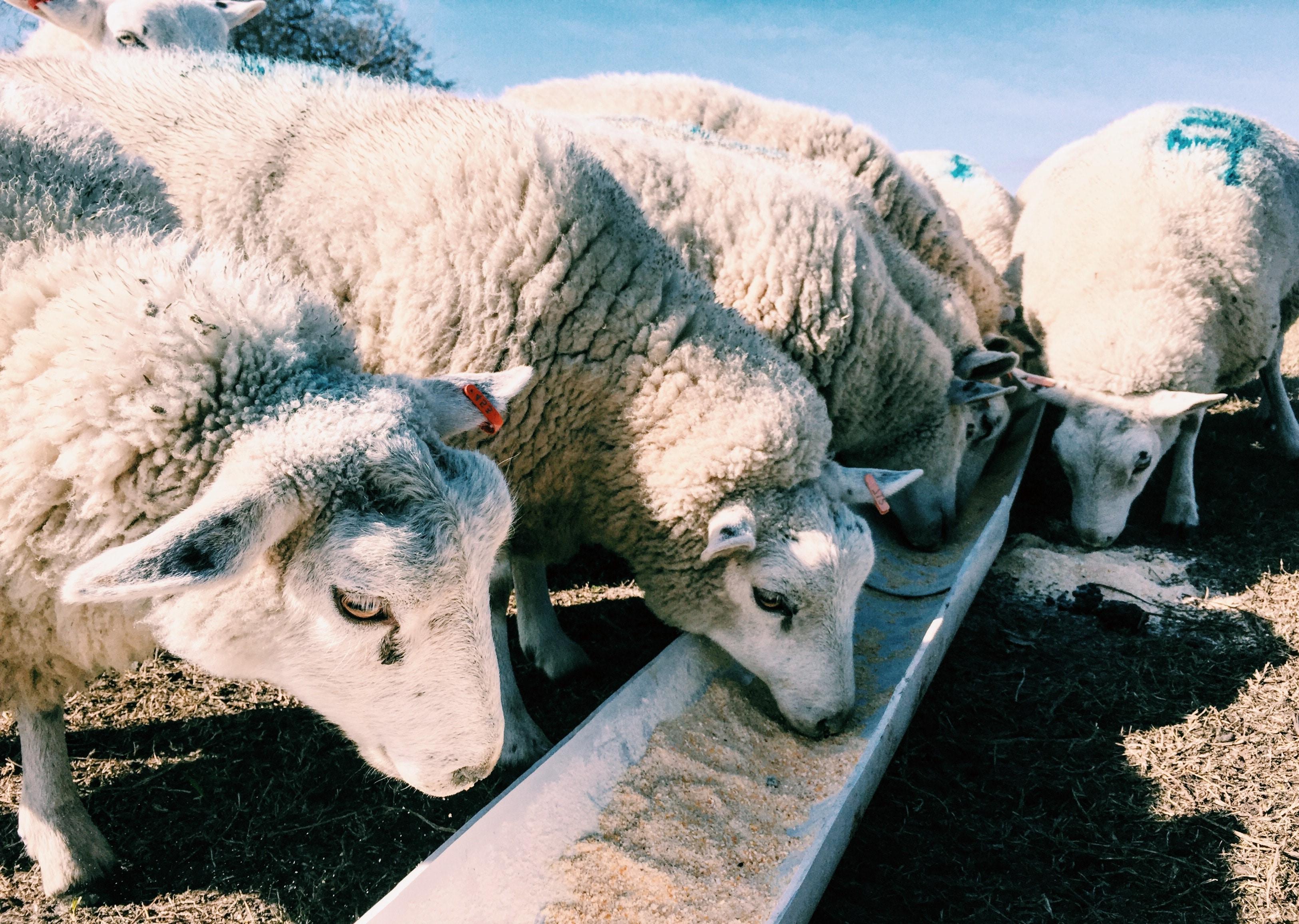 Rising Awareness of Nutrition Boosting the Animal Feed Market