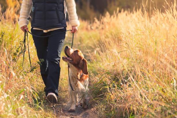 How a Dog Walker Supports Senior Dogs Daily