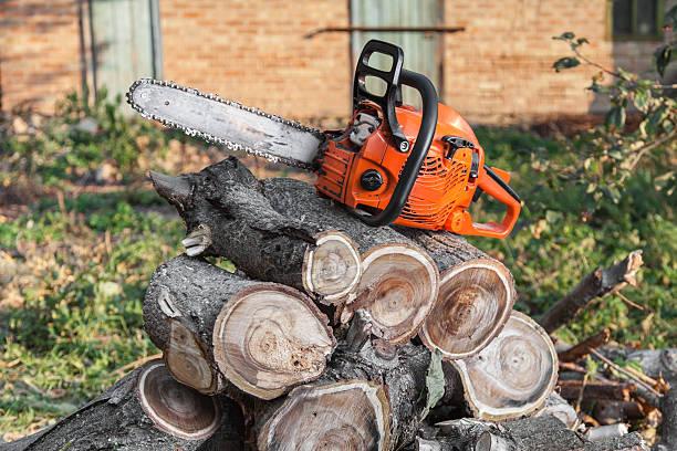  How can Tree Service improve your yard safety for kids and pets?