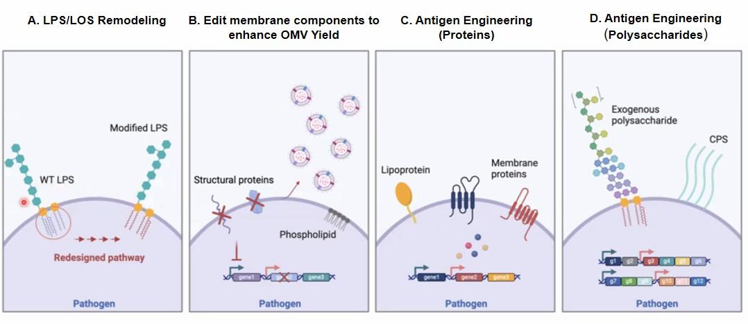 Advanced Engineering Platform for OMV-Based Bacterial Vaccine Development